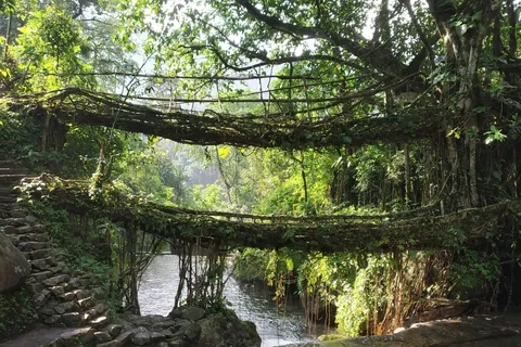 Double-decker living root bridge over a stream near Cherrapunji, Meghalaya