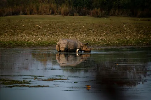 A one-horned rhinoceros wading in a wetland at Kaziranga National Park, with a white egret beside it