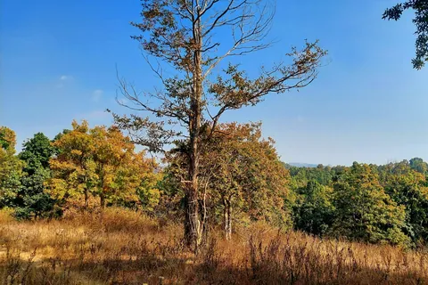 Dry grass and autumn-coloured forest on the Netarhat plateau, Jharkhand